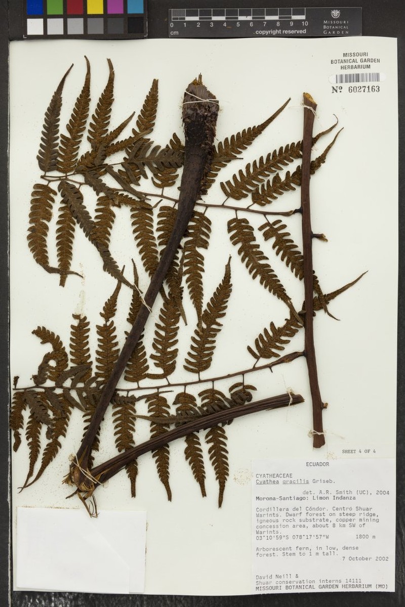 Cyathea gracilis photo 5