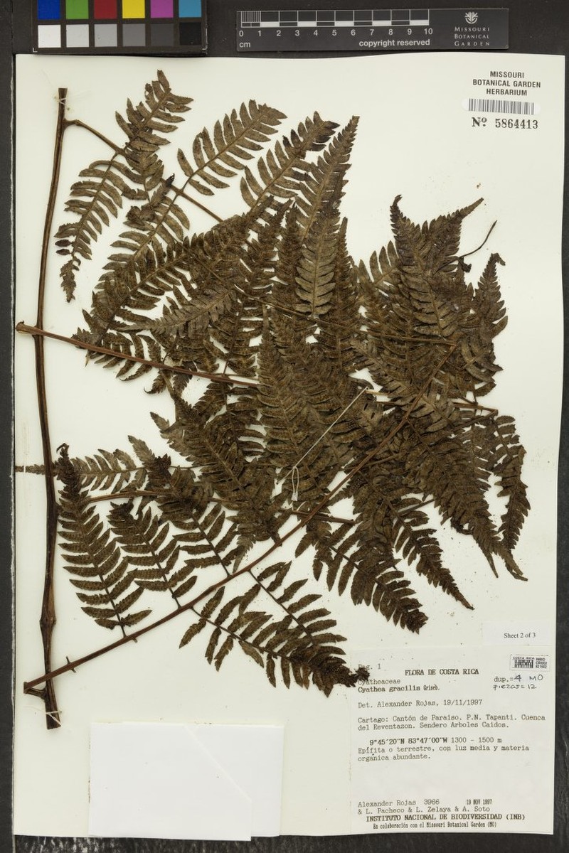 Cyathea gracilis photo 6