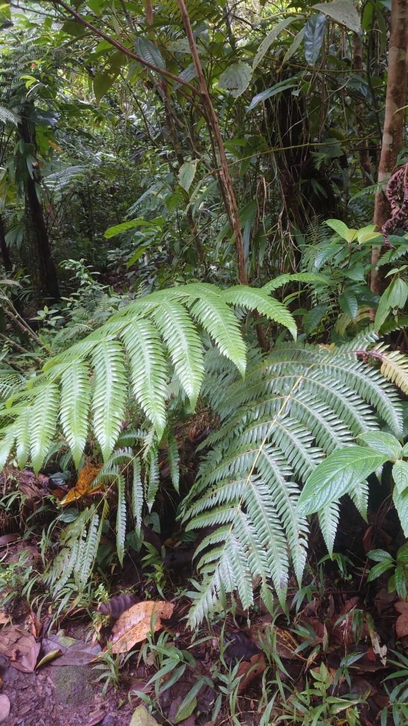 Cyathea grandifolia