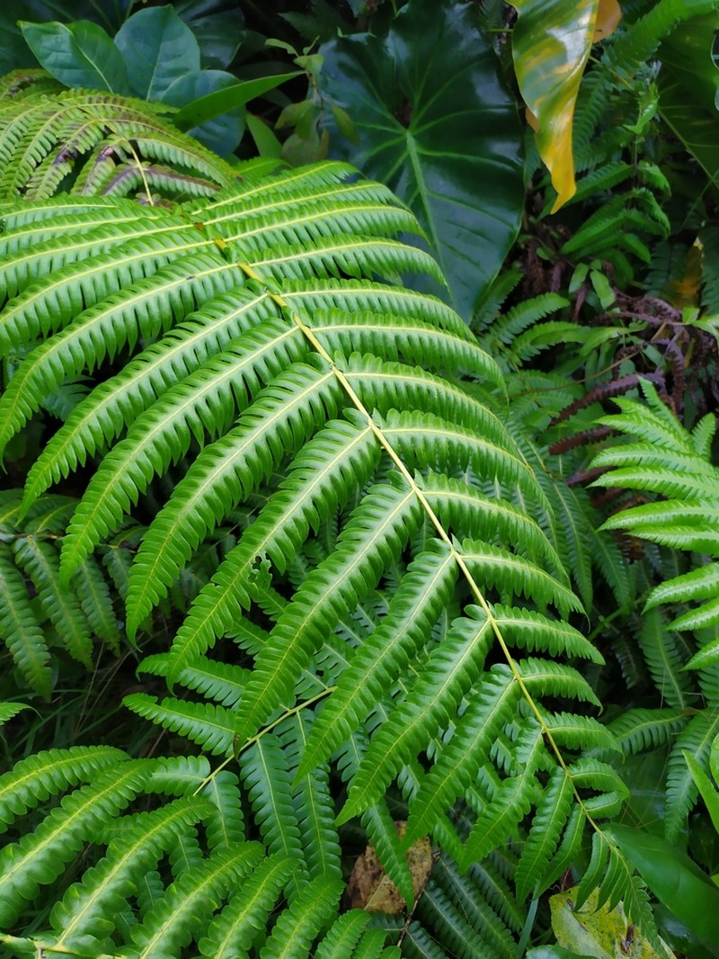 Cyathea grandifolia photo 2