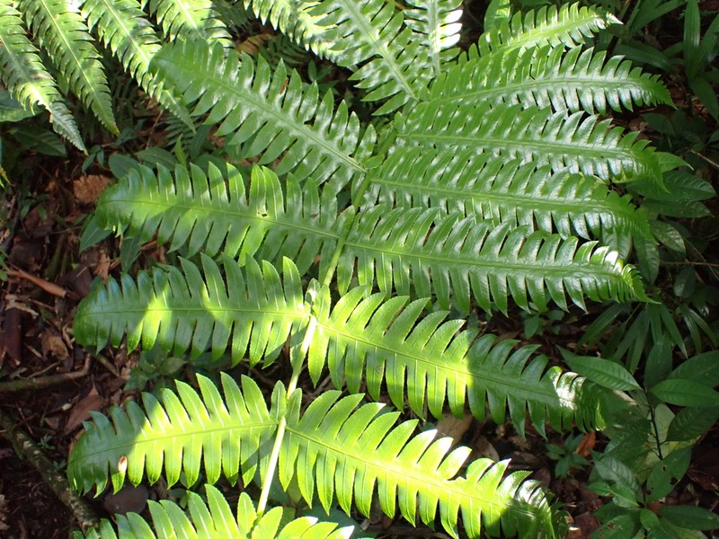Cyathea grandifolia photo 3