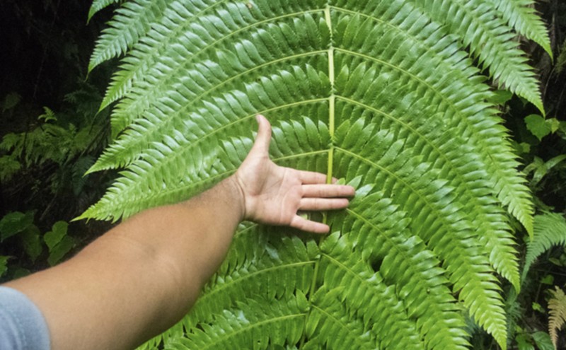 Cyathea grandifolia photo 5
