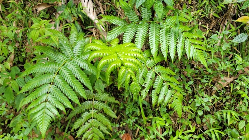 Cyathea grandifolia photo 6