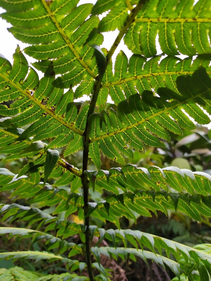 Cyathea grandifolia photo 7