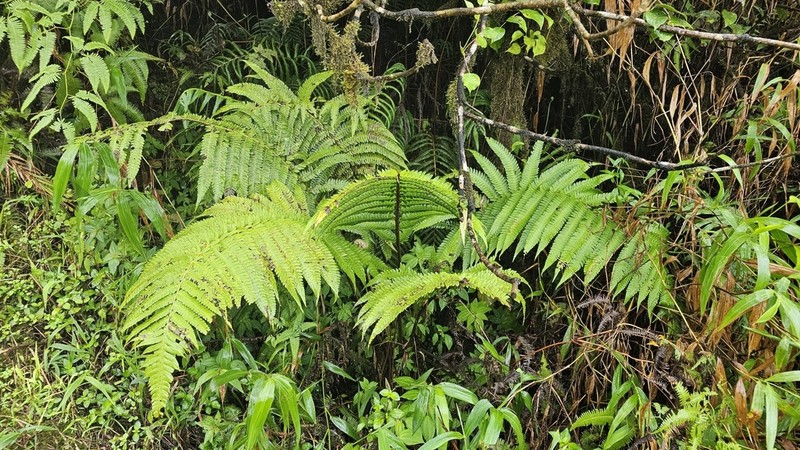 Cyathea grandifolia photo 8