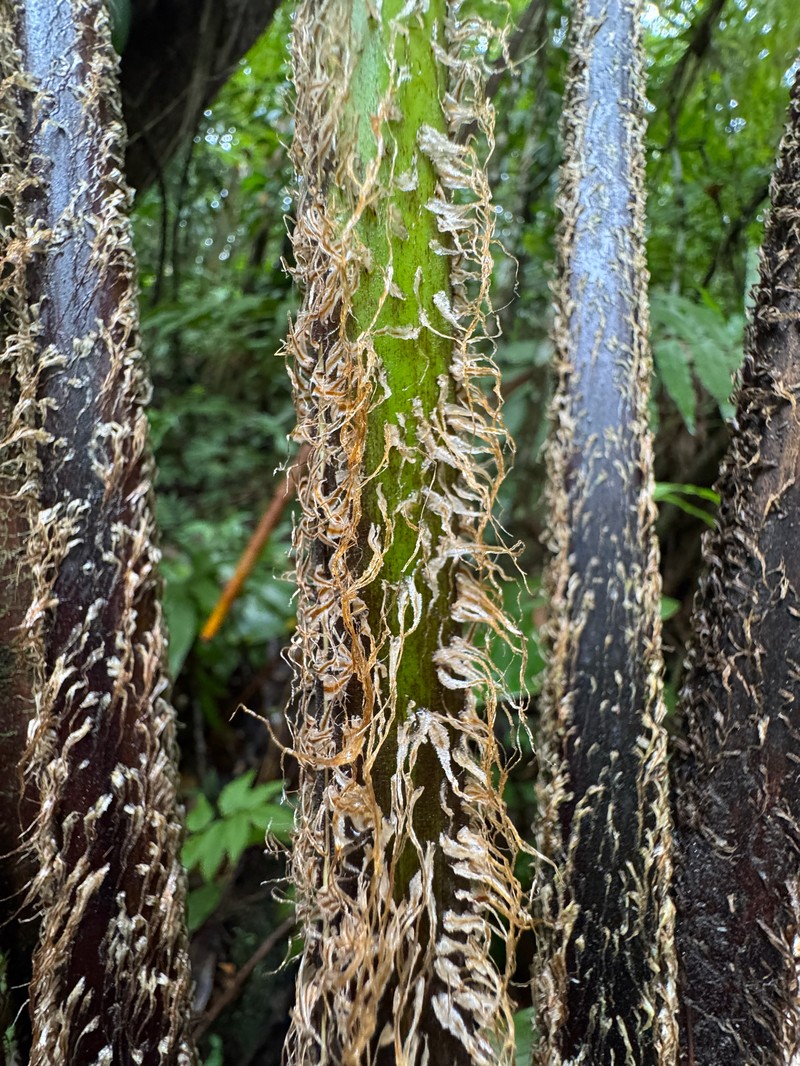 Cyathea grandifolia var. grandifolia