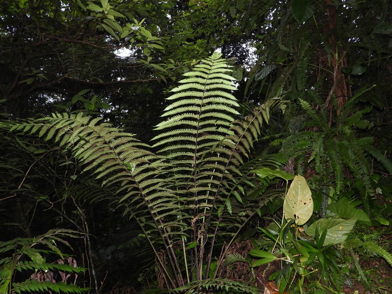 Cyathea grandifolia var. grandifolia photo 2