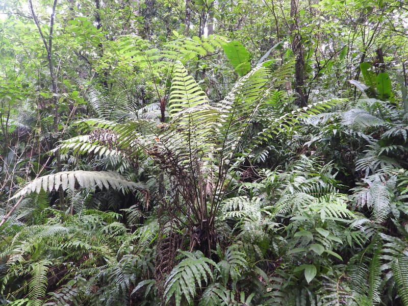 Cyathea grandifolia var. grandifolia photo 3