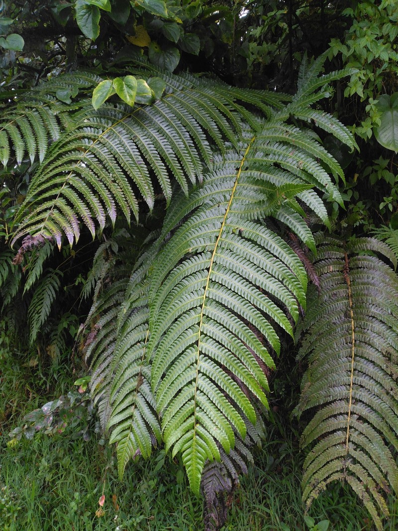 Cyathea grandifolia var. grandifolia photo 4