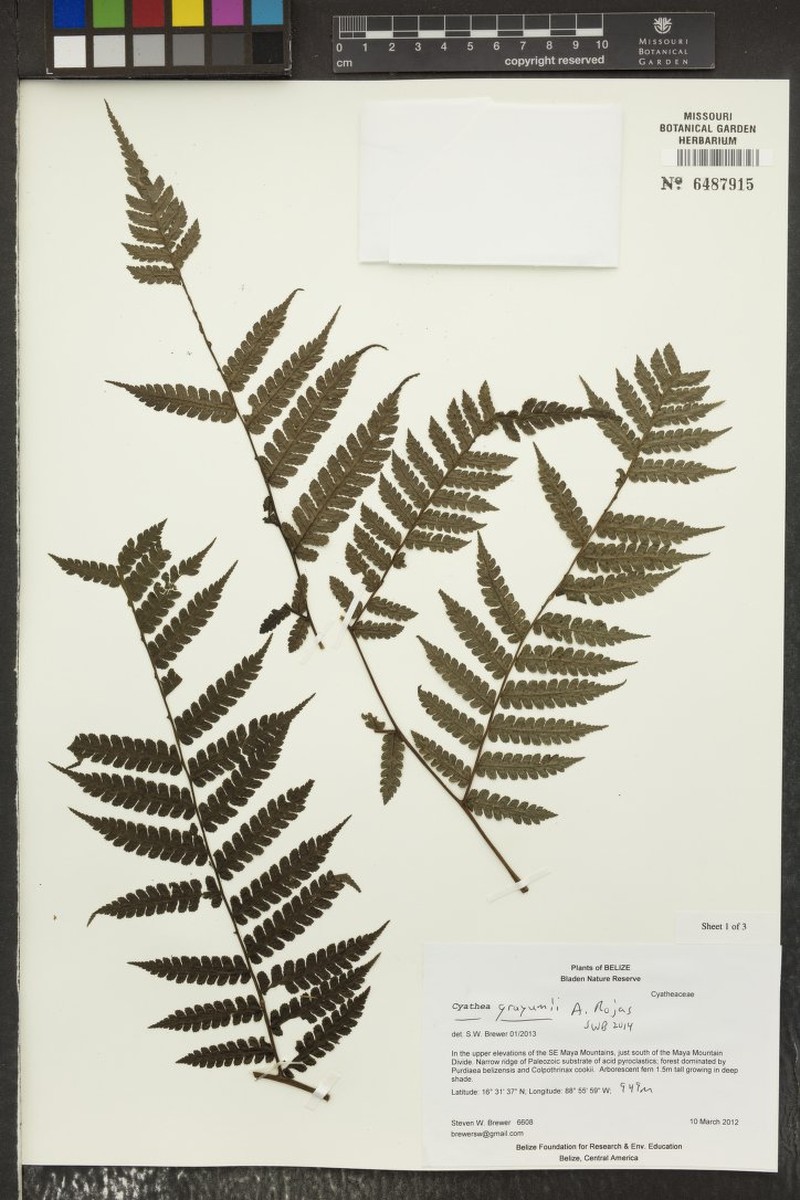 Cyathea grayumii