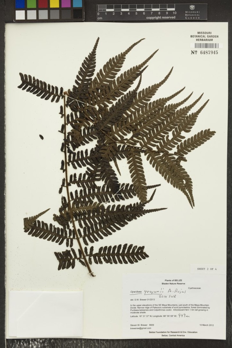 Cyathea grayumii photo 2