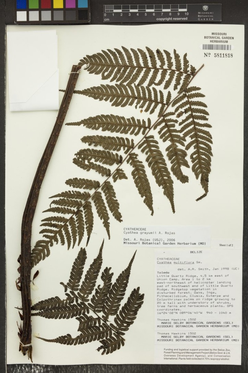 Cyathea grayumii photo 3