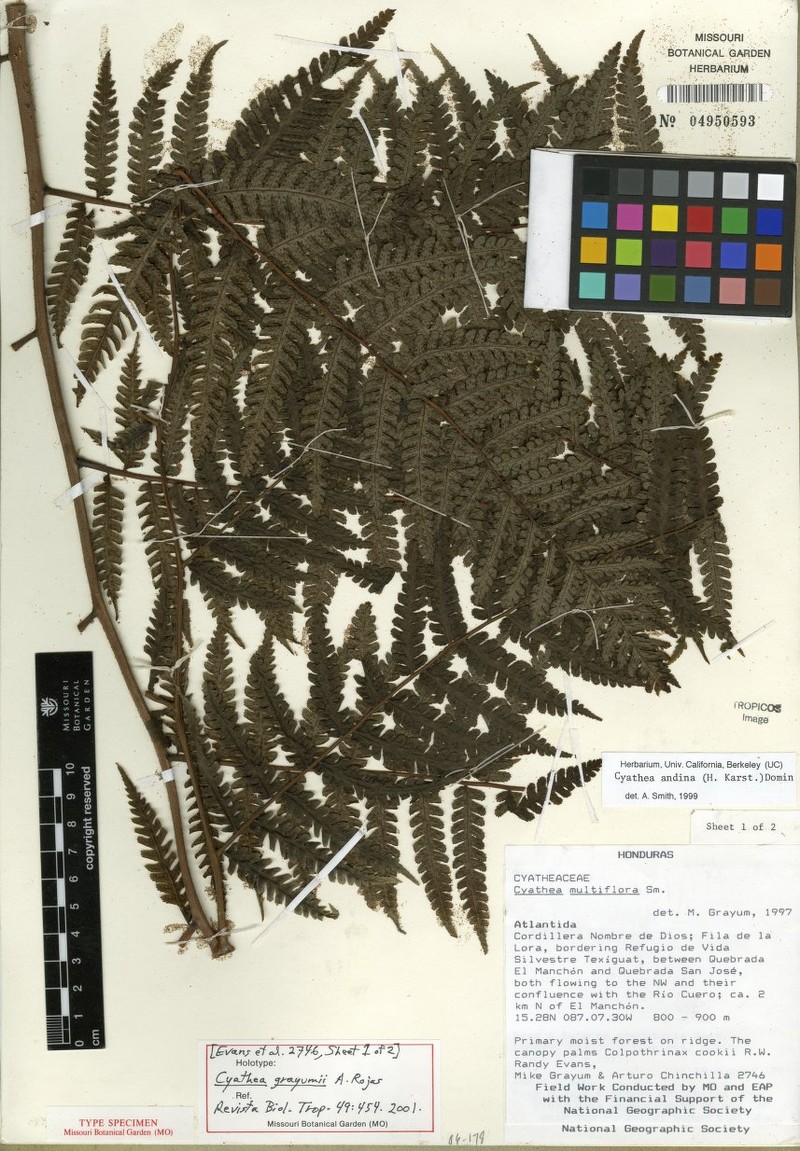 Cyathea grayumii photo 4