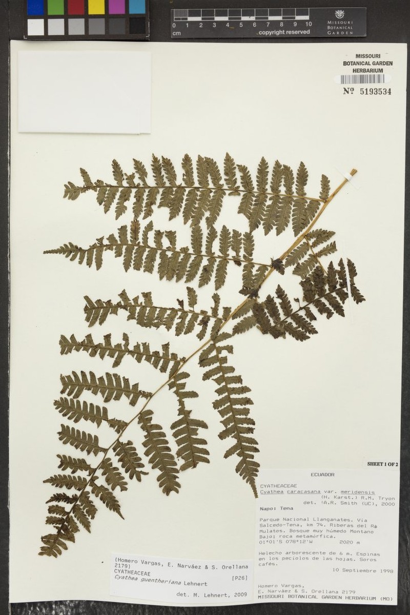 Cyathea guentheriana