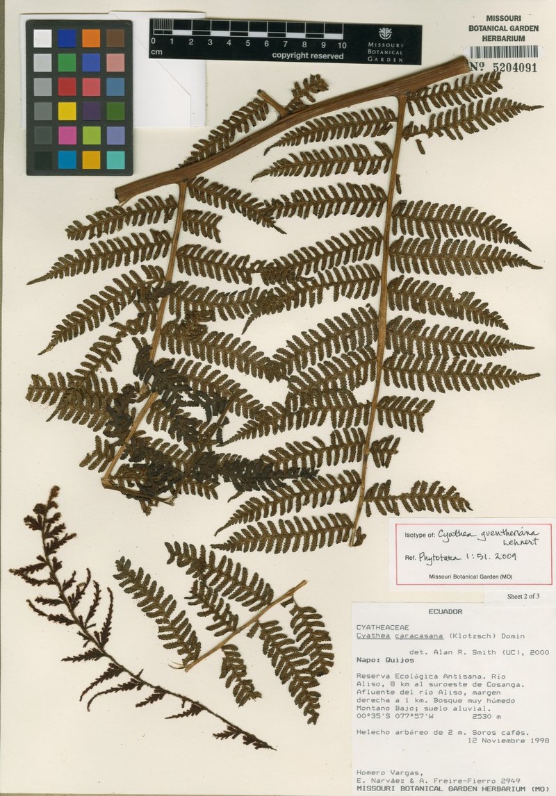 Cyathea guentheriana photo 2