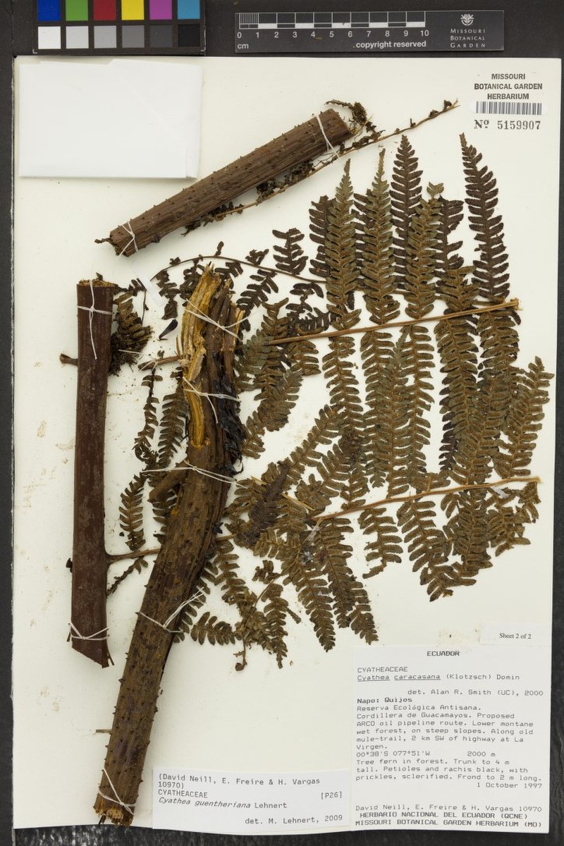Cyathea guentheriana photo 3