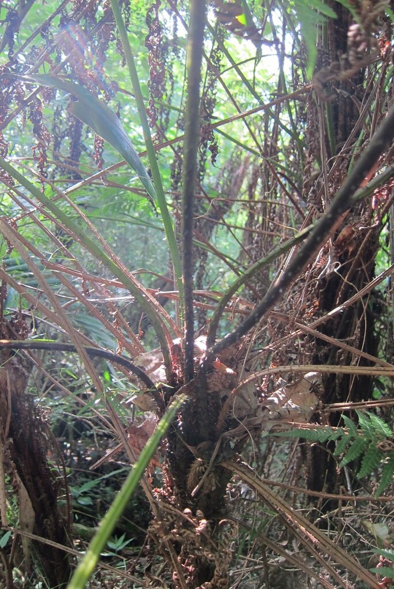 Cyathea harrisii