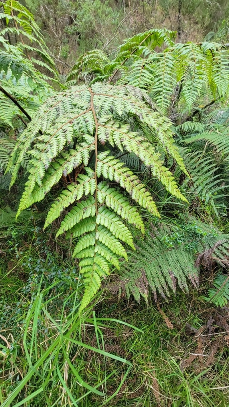 Cyathea harrisii photo 2