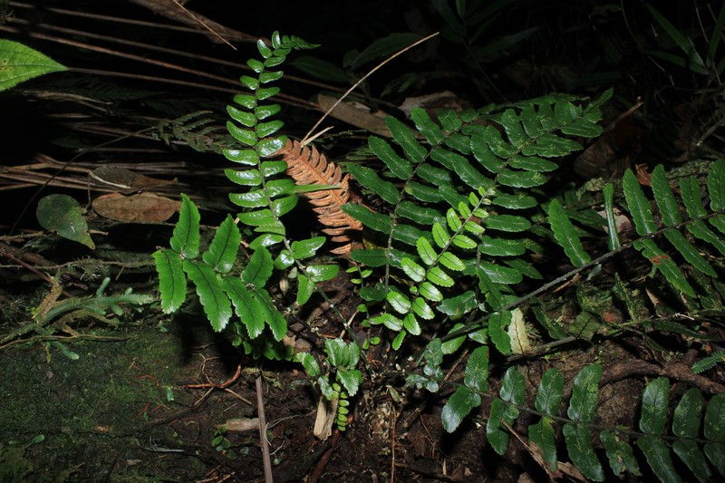 Cyathea haughtii photo 2