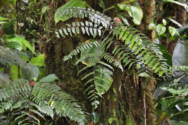 Cyathea hemiepiphytica photo 2