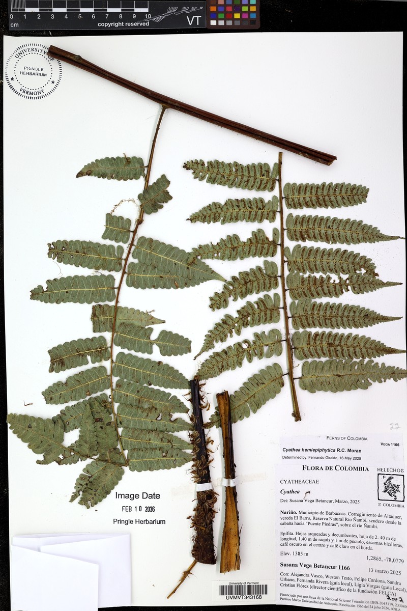 Cyathea hemiepiphytica photo 3