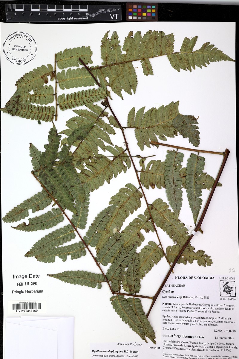 Cyathea hemiepiphytica photo 4