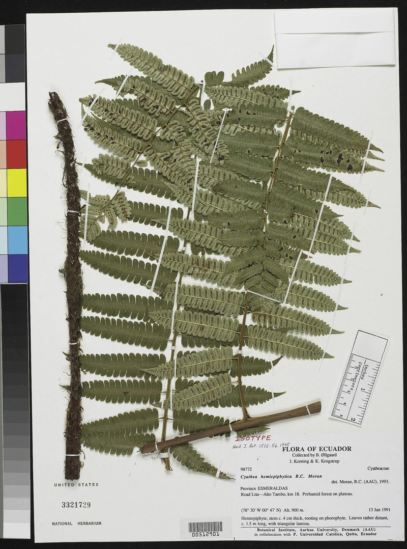 Cyathea hemiepiphytica photo 5