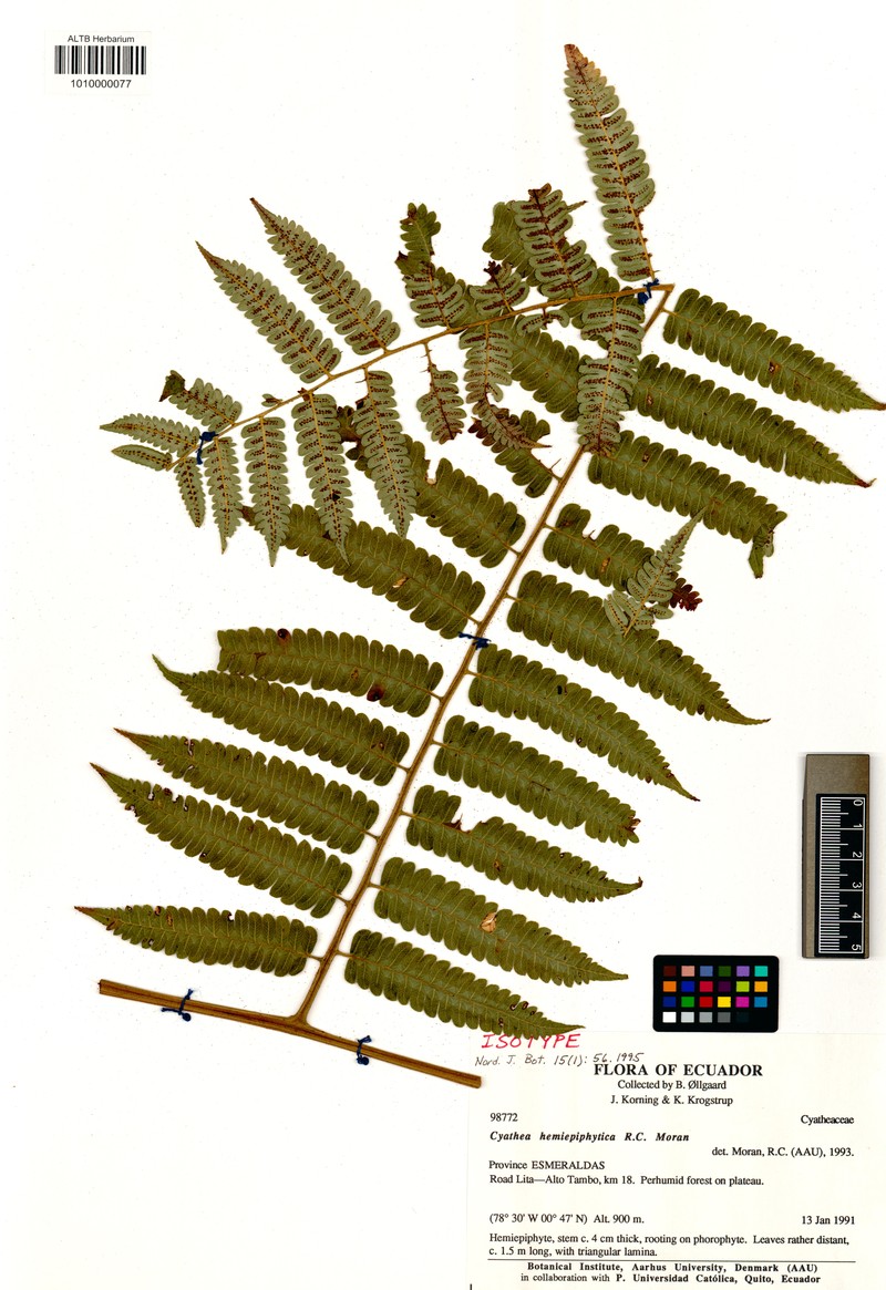 Cyathea hemiepiphytica photo 6