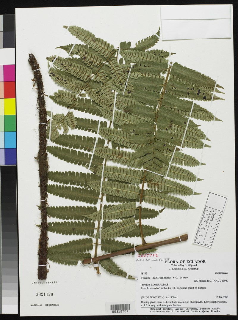 Cyathea hemiepiphytica