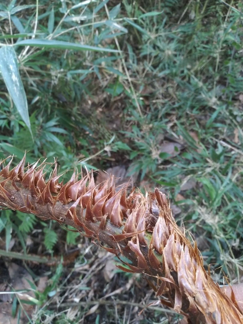 Cyathea herzogii photo 2
