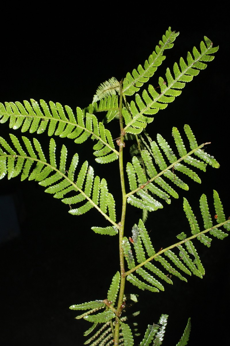 Cyathea herzogii photo 3