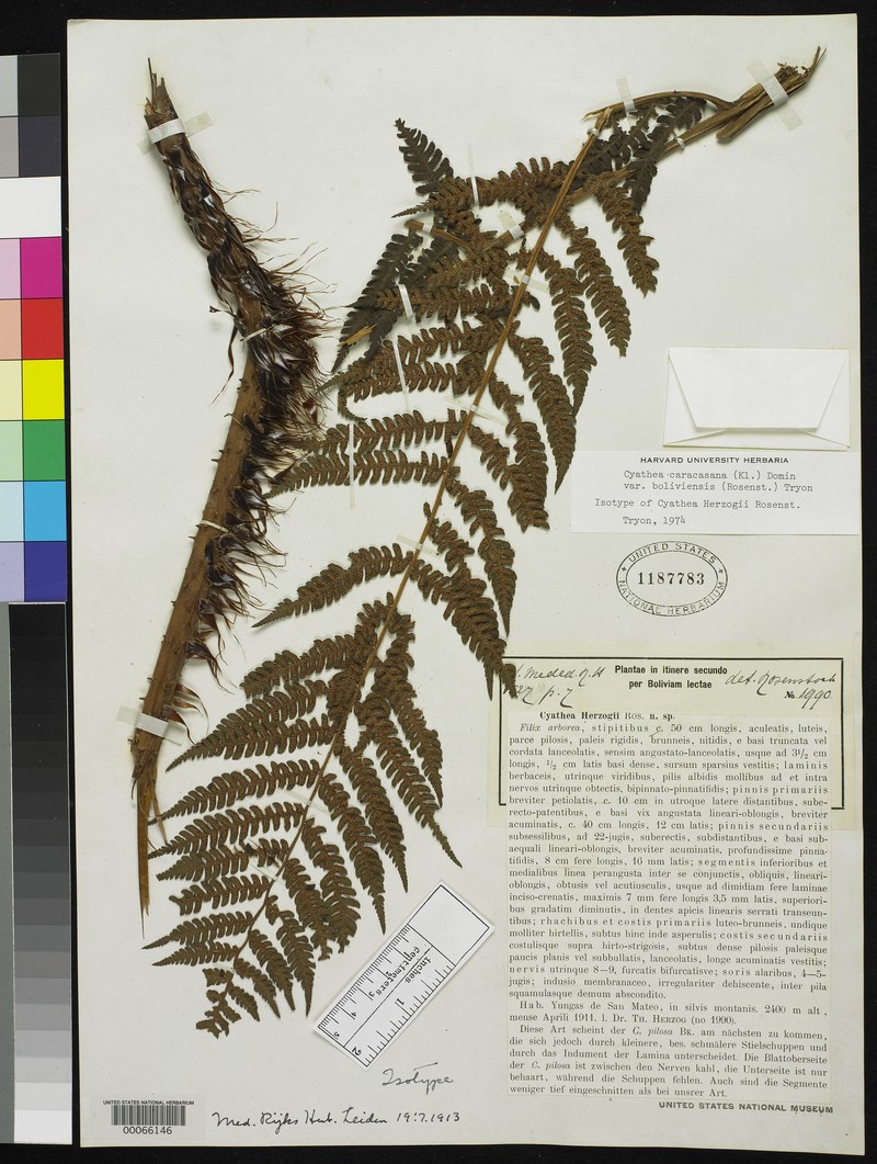 Cyathea herzogii