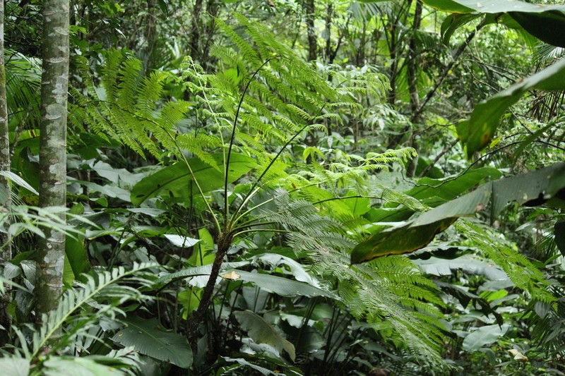 Cyathea hirsuta
