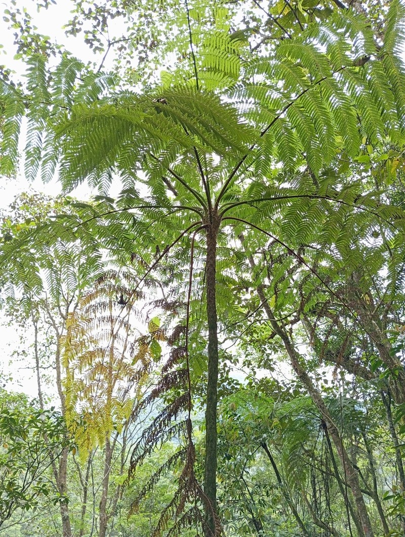 Cyathea hirsuta photo 2
