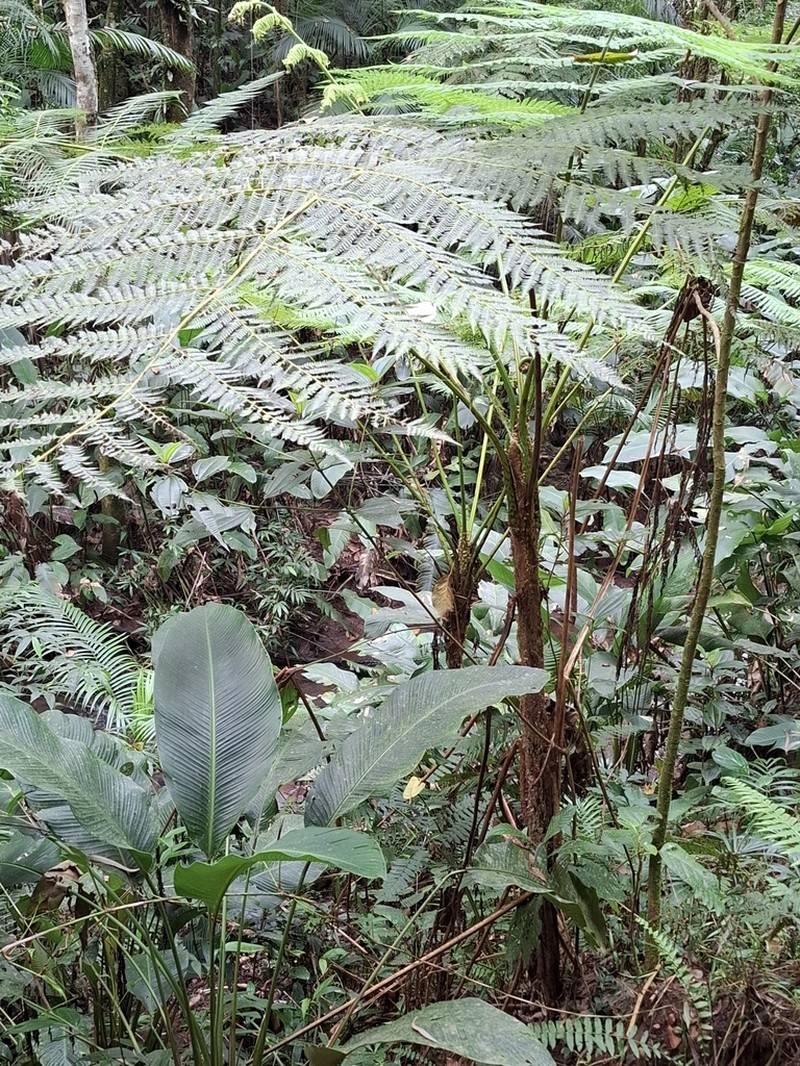Cyathea hirsuta photo 3