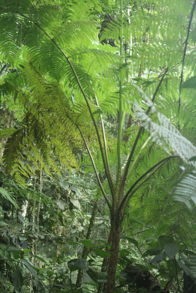 Cyathea hirsuta photo 4