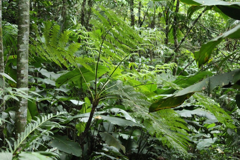 Cyathea hirsuta photo 5