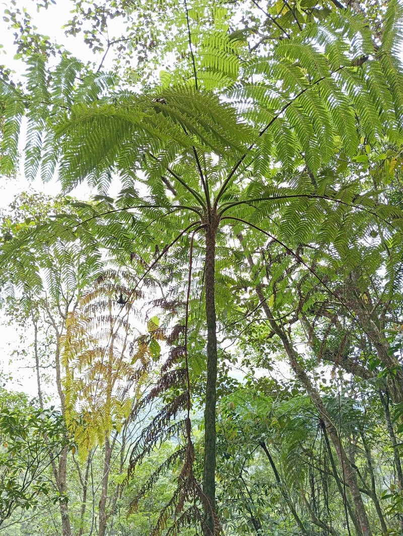 Cyathea hirsuta photo 7