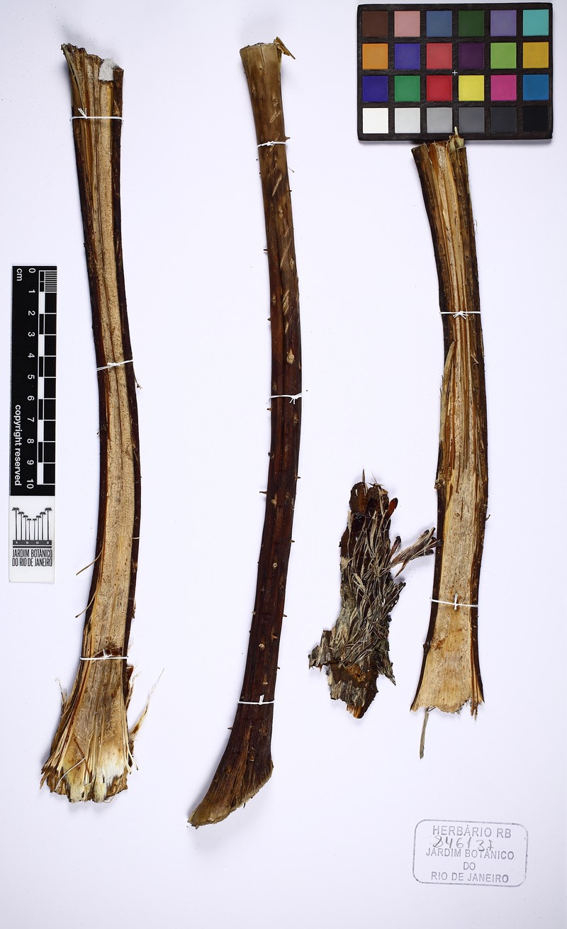 Cyathea hirsuta photo 8