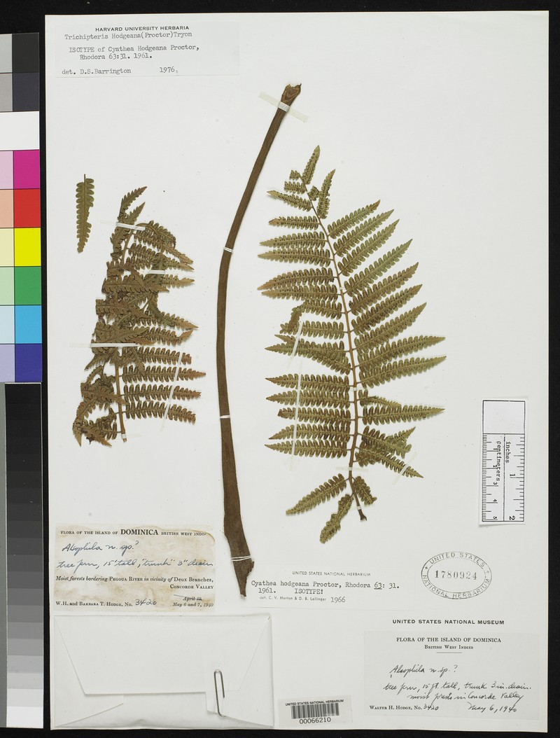 Cyathea hodgeana