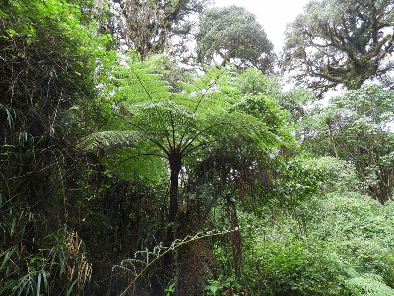 Cyathea holdridgeana