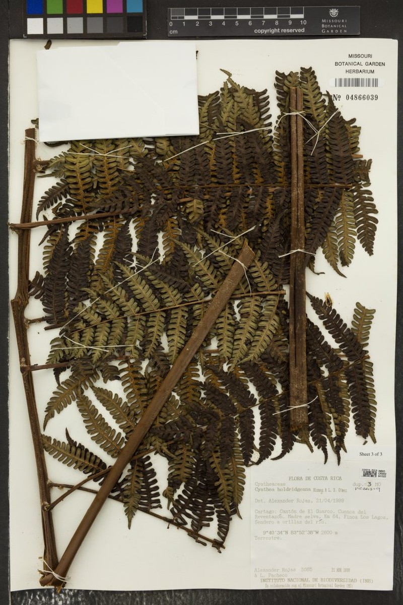 Cyathea holdridgeana photo 2