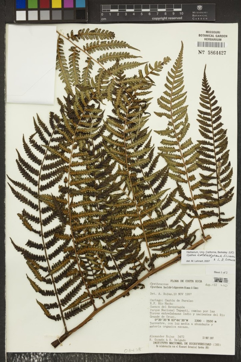 Cyathea holdridgeana photo 3