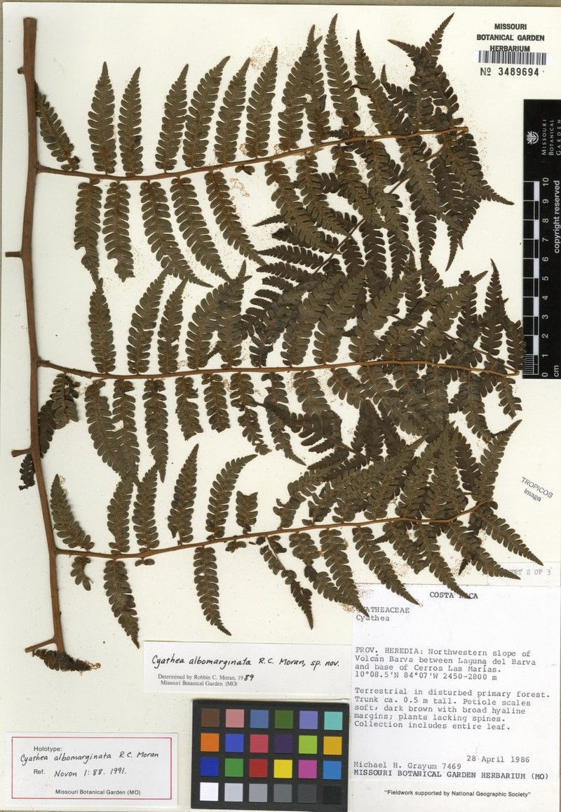 Cyathea holdridgeana photo 4