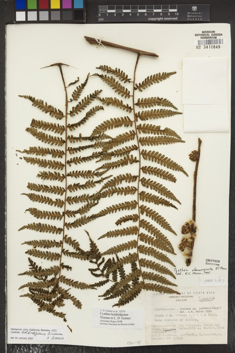 Cyathea holdridgeana photo 5