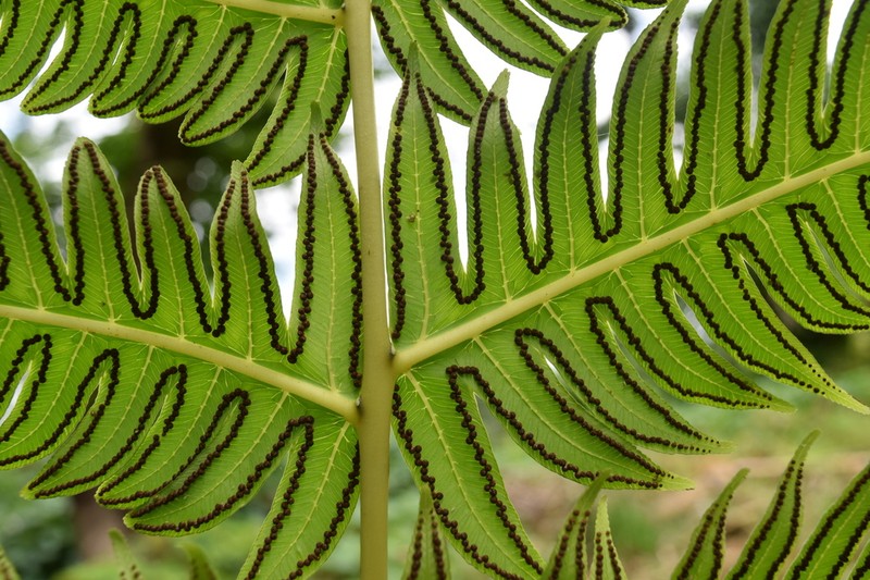 Deepwoods Fern
