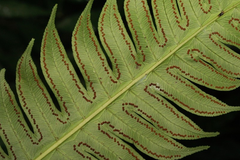 Deepwoods Fern photo 2
