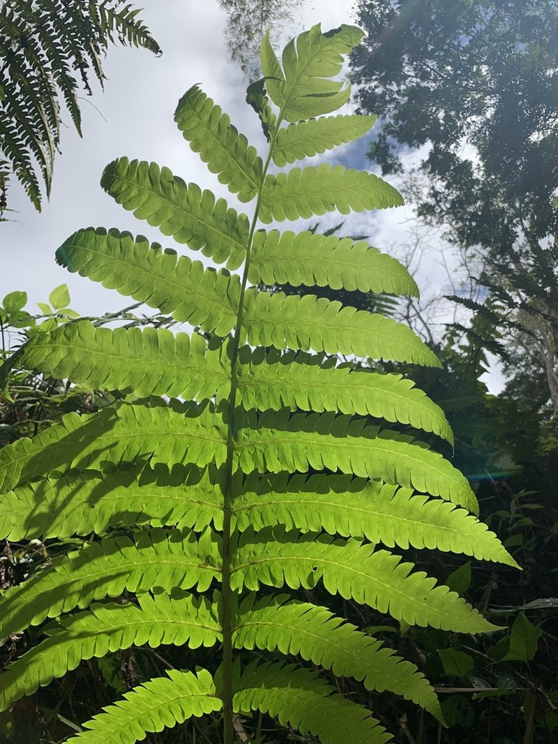 Deepwoods Fern photo 3