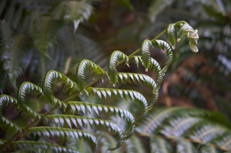 Deepwoods Fern photo 4