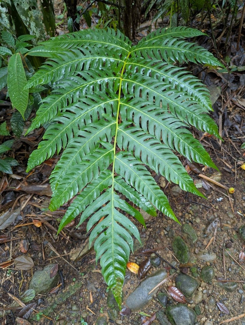 Deepwoods Fern photo 5